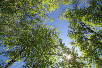 Spring forest, view up. Sun through the foliage, natural background.