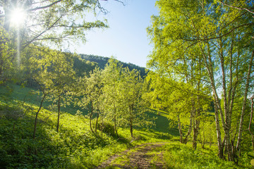 Fototapeta na wymiar Sunny landscape, spring green forest. Country road, the sun shines.