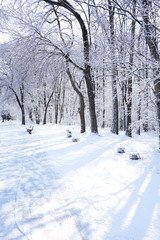 There are rime trees after the snow