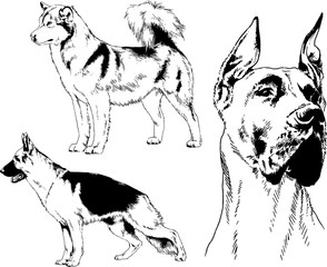 vector drawings sketches pedigree dogs in the racks drawn in ink by hand , objects with no background