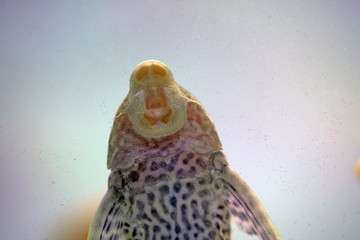 Tropical fish scavenger