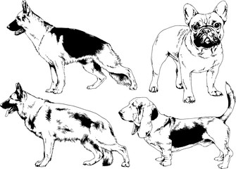 vector drawings sketches pedigree dogs in the racks drawn in ink by hand , objects with no background