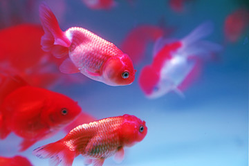 Tropical fish swim in the water