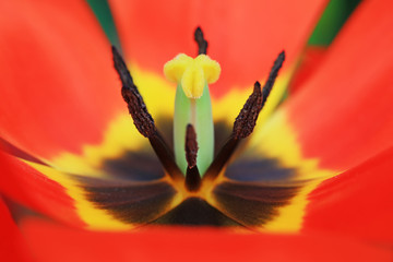 Tulip stamens macrophotograph
