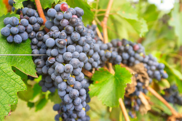 Bunches of ripe grapes in the fall sunlight. Color image 