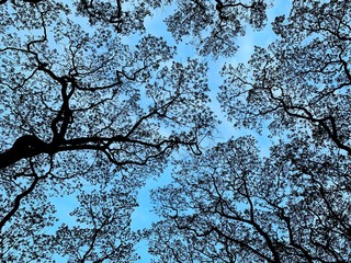 Crown shyness branches of tree on background of blue sky