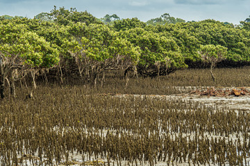 Low tide mangrove  