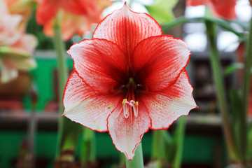 Hippeastrum rutilum flower