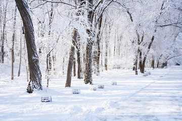 There are rime trees after the snow