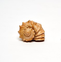 shell, isolated, sea, seashell, nature, beach, white,