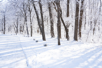 There are rime trees after the snow