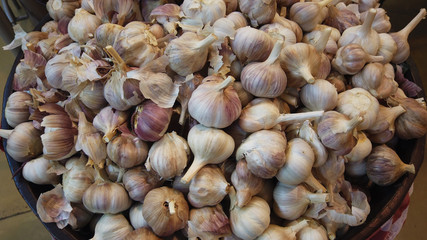 Allium sativum, Ajo.