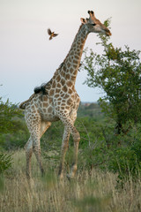 giraffe in africa