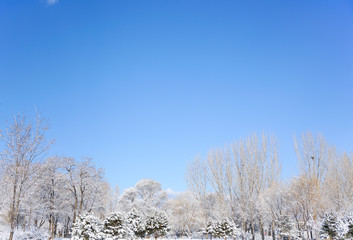 Branches and sky after snow