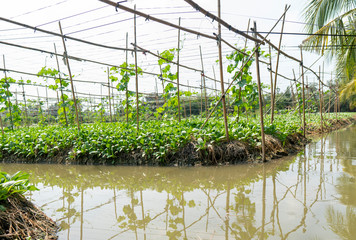 Farmers grow vegetables by using water from the canal that is dug around. Easy to manage water systems