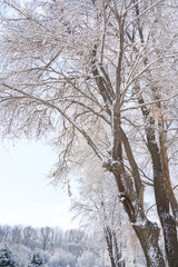 Branches and sky after snow