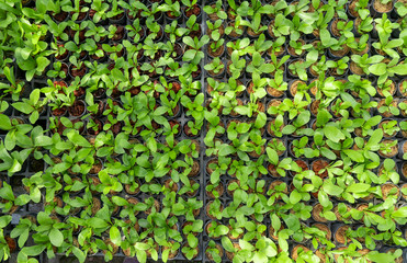 Orchid seedlings grown for sale are commercially grown.