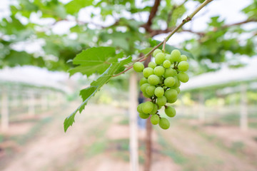 Grapes are growing for sale to consumers. Organic planting without harmful chemicals.