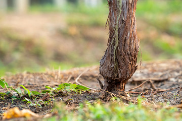 The trunk of the grape is very complete. Close up, see details Clearly