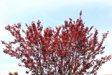 Red leaf tree