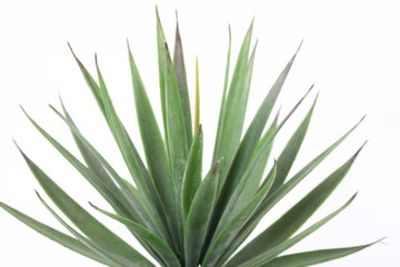 Agave on white background