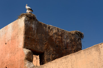 Pair of White Storks on a stick nest and ruined building in the medina of Marrakech Morocco