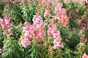 淡路島の冬の花