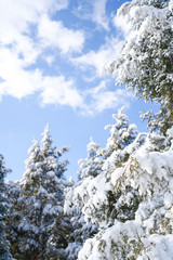 Pine branches and sky after snow