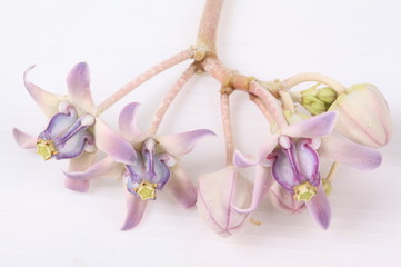 Colorful white and purple flower, Crown Flower, Giant Indian Milkweed, Gigantic Swallowwort (Calotropis gigantea) isolated on a white background