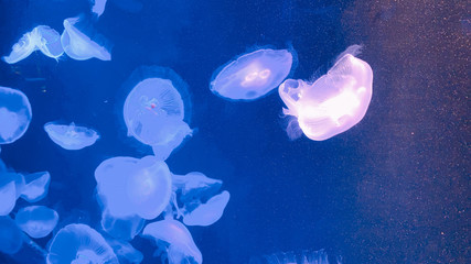 幻想的なクラゲの写真