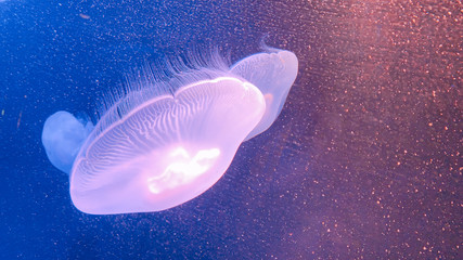 幻想的なクラゲの写真