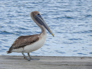 Brown pelican in New Smyrna Beach, Florida