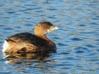 Pied billed grebe in the Orlando Wetlands, Florida