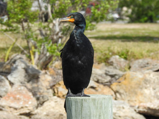 Double-crested cormorant in New Smyrna Beach, Florida