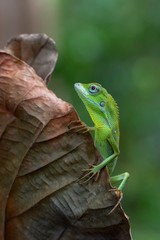 Bronchocela jubata, commonly known as the maned forest lizard