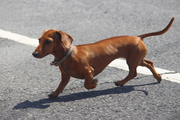 Dachshund running across a bitumen road. Also known as the wiener dog or sausage dog it is a short-legged, long-bodied, hound-type dog breed.