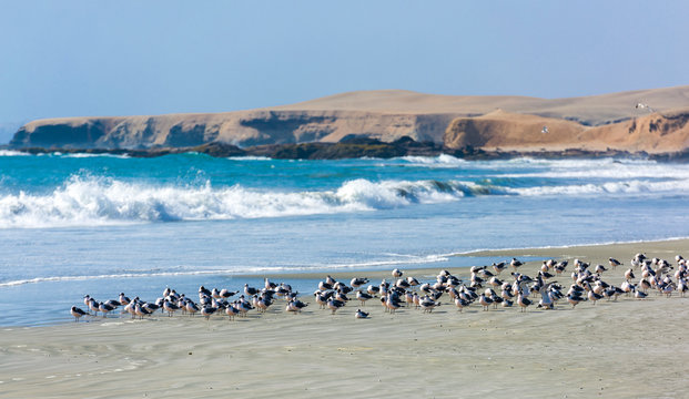 Seagulls on the shore at the seaside of Huarmey in Ancash region, Peru