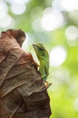 Bronchocela jubata, commonly known as the maned forest lizard