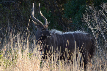 A kudu peers out from the long grass in a wildlife reserve in South Africa