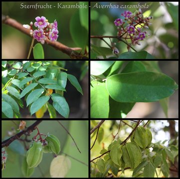 Sternfrucht - Karambole eine gesunde Frucht