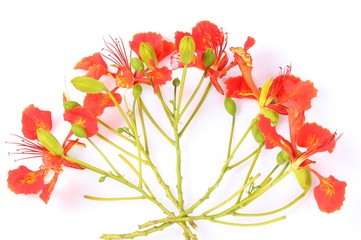 Closeup Pride of Barbados, Isolated on white Background
