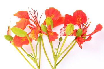 Closeup Pride of Barbados, Isolated on white Background