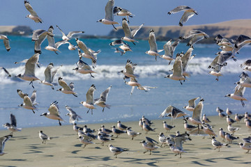 Seagulls on the shore at the seaside of Huarmey with the waves in the background in Ancash region, Peru