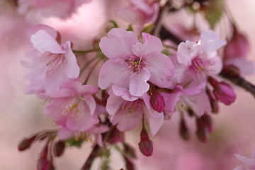 河津桜＃３