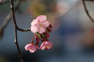 河津桜＃４