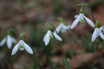 スノードロップ＃２