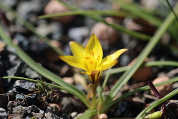 キバナハナニラ