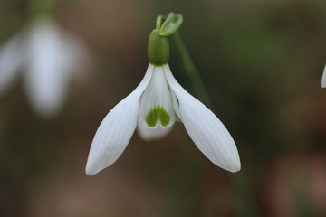 スノードロップ＃１