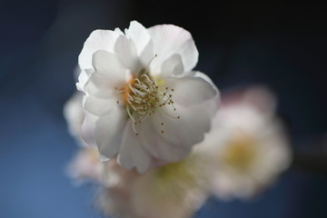 八重咲の白梅＃１