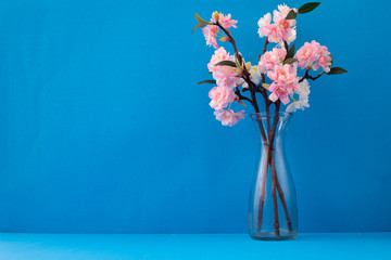 Glass vase with pink sakura flower on blue background.